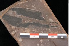 Foto (Detailsansicht) von Plantae indet. (NHMW-GEO-2024-0188-0792a)